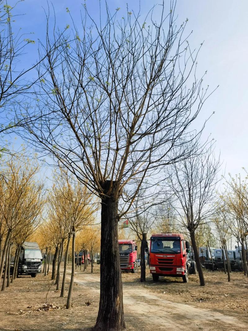 国槐树30-60公分自家苗圃量大，园林绿化工程人的首选