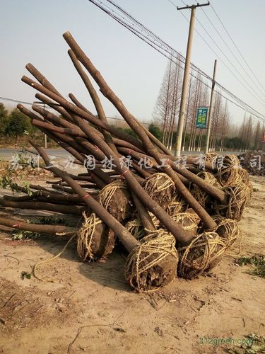 香樟 苏州园林绿化的灵魂之树