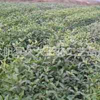 沭阳县久久干花工艺品厂 匠心雕琢干花艺术，绿化工程中的自然之美